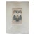 Antique English Bat Engraving For Sale