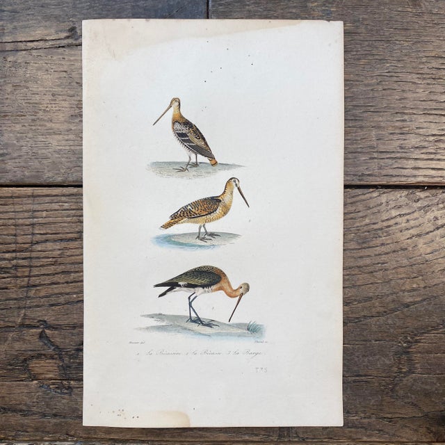 Super high quality in this lovely historical French 18th Century la becassine "the snipe" bird engraving! Signed Meunier...
