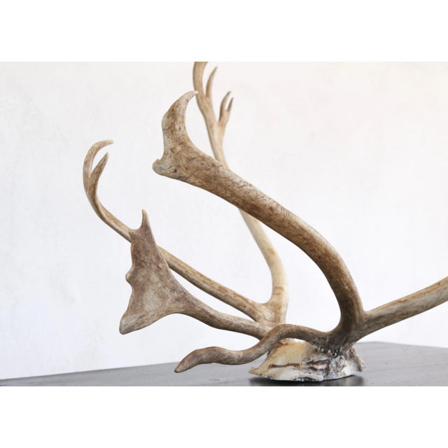 Majestic Scandinavian Reindeer Antlers From Northern Sweden, Vintage From 1990s For Sale In San Diego - Image 6 of 9