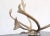 Vintage Scandinavian Reindeer Antlers From Northern Sweden, 1990s For Sale In San Diego - Image 6 of 9