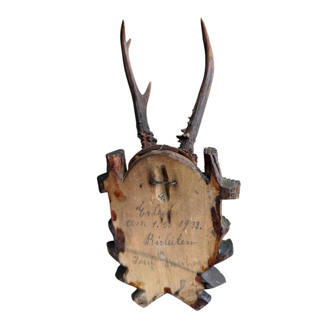 1930s Roe Deer Trophy 146 Black Forest Antlers For Sale - Image 5 of 5