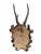 1930s Roe Deer Trophy 146 Black Forest Antlers For Sale - Image 5 of 5