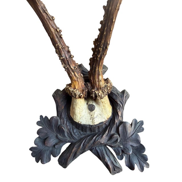 Roe der trophy mounted on a wood plaque with oak leaves and faux branches
