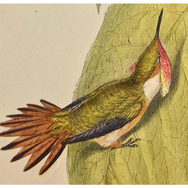 Flame-Bearer Hummingbirds: A 19th Hand-Colored "Selasphorus Scintilla" by John Gould and Henry Constantine Richter 1850 For Sale In San Francisco - Image 6 of 9