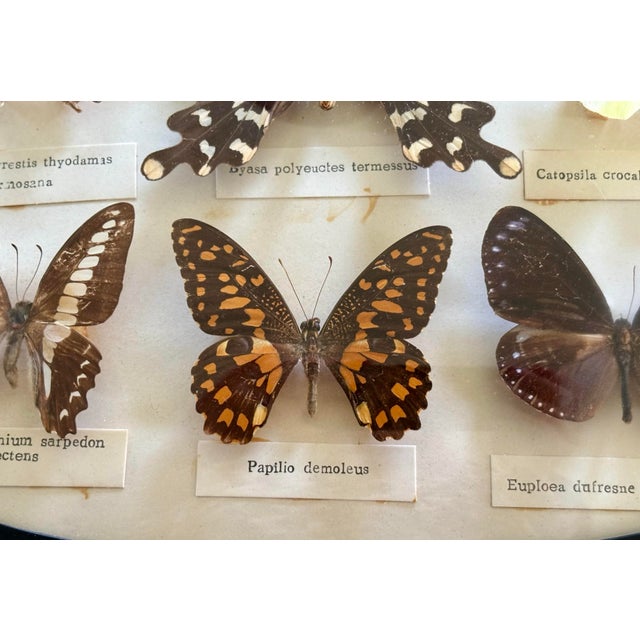 Mid-20th Century English Butterfly Specimen Case For Sale - Image 4 of 6