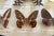 Mid-20th Century English Butterfly Specimen Case For Sale - Image 4 of 6
