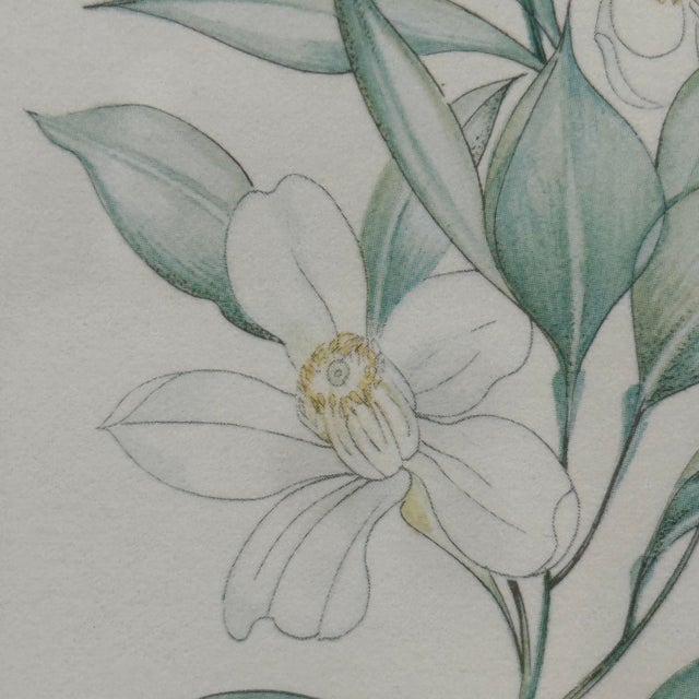 Margot Weemaes 1981 Citrus Botanical Portfolio Print For Sale - Image 9 of 12