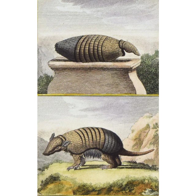 Early 19th Century 19th Century Hand Colored Armadillo Print by Buffon For Sale - Image 5 of 6