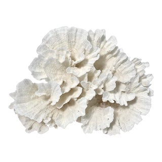 Natural White Poca Coral Specimen For Sale
