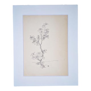 Botanical Study - Young Tree With Roots, | Pen and Ink on Paper | Edward A. Davidson | c.1960 For Sale