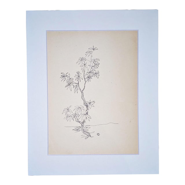 Botanical Study - Young Tree With Roots, | Pen and Ink on Paper | Edward A. Davidson | c.1960 For Sale