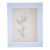 Botanical Study - Young Tree With Roots, | Pen and Ink on Paper | Edward A. Davidson | c.1960 For Sale