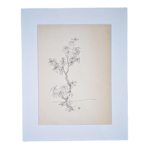 Botanical Study - Young Tree With Roots, | Pen and Ink on Paper | Edward A. Davidson | c.1960