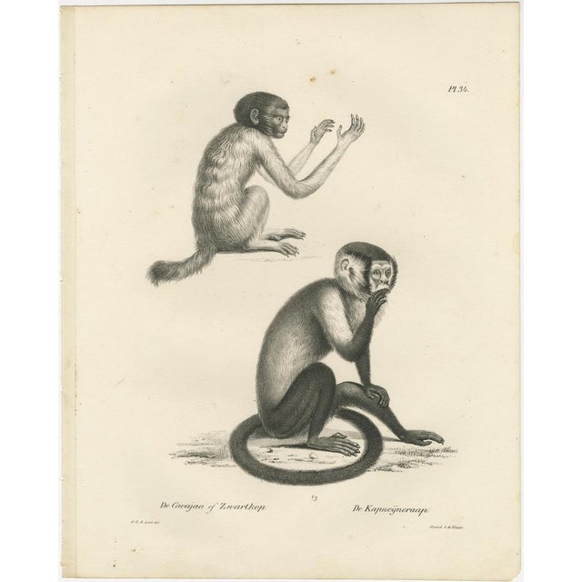 Carel Christiaan Antony Last, Oeakari, Sodenaap, Cacajao & Capuchin Monkeys, Lithographs, 1836, Set of 2 For Sale - Image 3 of 6