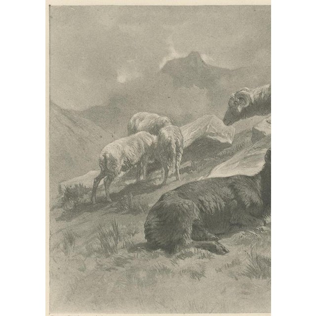 After Rosa Bonheur, Sheep in a Mountain Landscape, 1880, Photogravure For Sale - Image 4 of 9