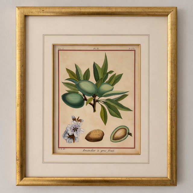 A beautiful pair of late 18th century French botanical engravings depicting orchard fruits including “Amandier à gros...
