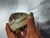 1990s Hal David Berger Paperweight For Sale - Image 5 of 6