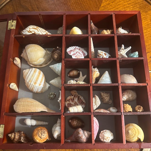 Brown Seashell Collection in Glass-Front Display Case For Sale - Image 8 of 12