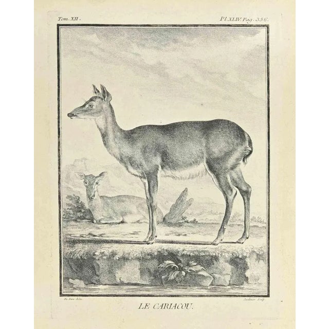 Le Cariacou is an etching made in 1771 by Claude Jardinier. Titled and Signed on the plate. The artwork Belongs to the...