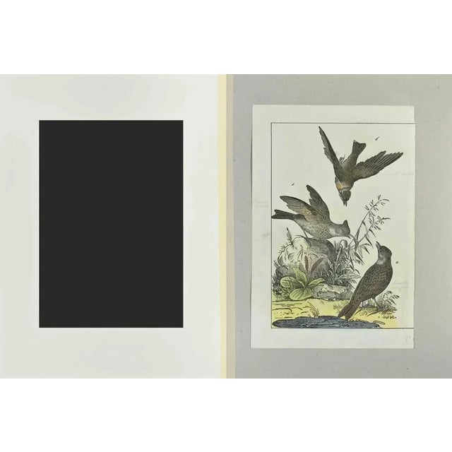 Woodlark is an Etching hand colored realized by Gotthilf Heinrich von Schubert - Johann Friedrich Naumann, Illustration...