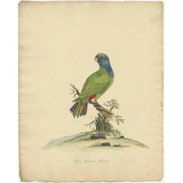 "Vivid Elegance: The Blue-Headed Parrot" : This hand-colored copperplate engraving from the late 18th century showcases...