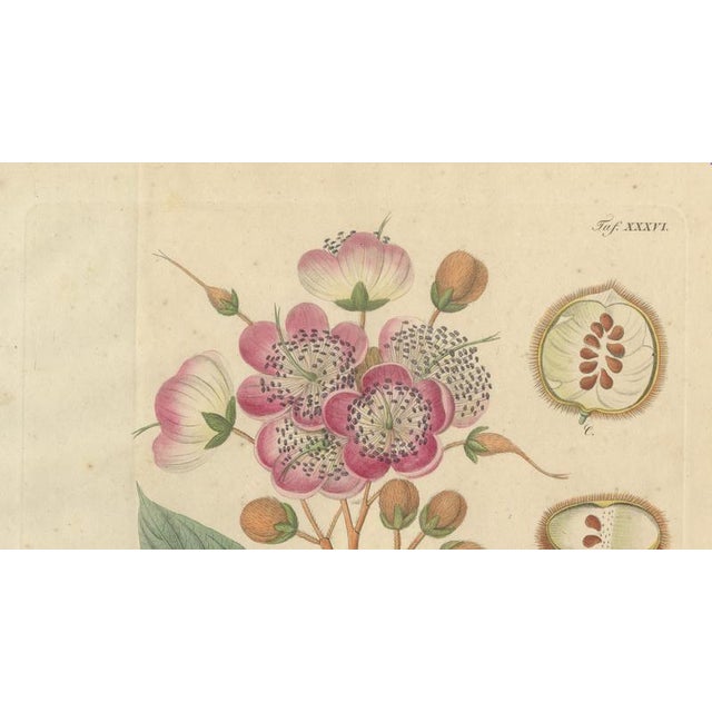 Bixa Orellana, 1800s, Paper For Sale - Image 3 of 10