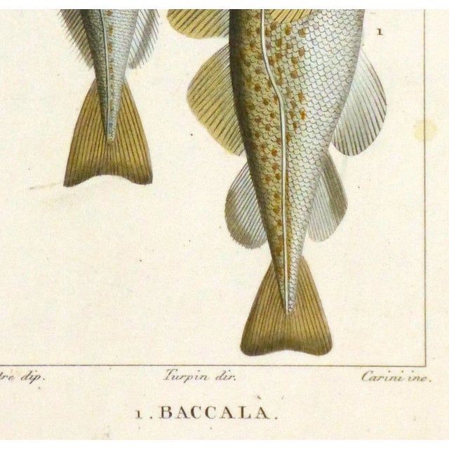 Farmhouse Freshwater Fish Engraving Print, C. 1830 For Sale - Image 3 of 5