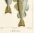Farmhouse Freshwater Fish Engraving Print, C. 1830 For Sale - Image 3 of 5