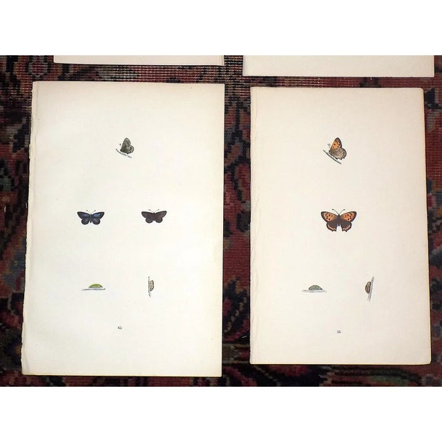 Antique 19th Century Hand Colored Butterfly Lithographs - Set of 6 For Sale - Image 4 of 7