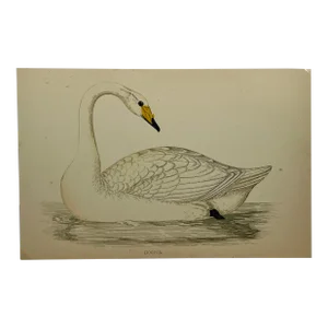 Antique Hand Tinted Bird Print From England Featuring a Graceful White Hooper Swan - Circa 1880
