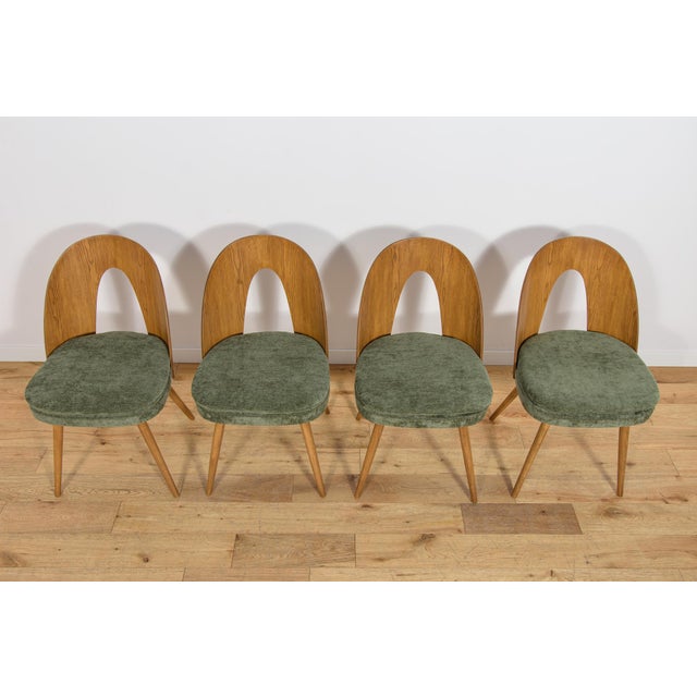 Mid-Century Modern Ash Veneer Dining Chairs by Antonín Šuman for Mier Topoľčany, Czechoslovakia, 1960s, Set of 4 For Sale - Image 6 of 18