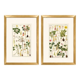Pair of Original Hand-Colored Botanical Engravings From Dr. David Dietrich's Flora Universalis, C. 1850 | Custom Framed Antique Botanical Prints Set C For Sale