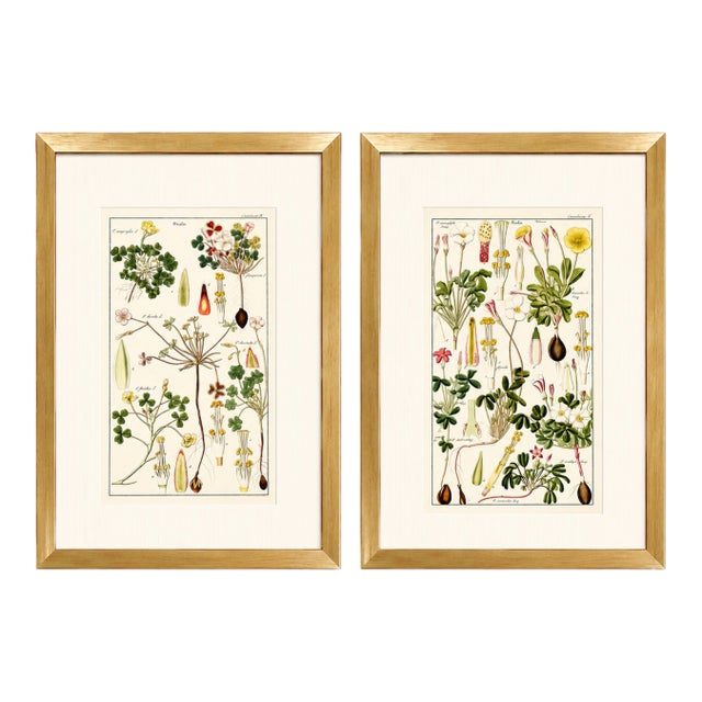 Pair of Original Hand-Colored Botanical Engravings From Dr. David Dietrich's Flora Universalis, C. 1850 | Custom Framed Antique Botanical Prints Set C For Sale