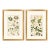 Pair of Original Hand-Colored Botanical Engravings From Dr. David Dietrich's Flora Universalis, C. 1850 | Custom Framed Antique Botanical Prints Set C For Sale