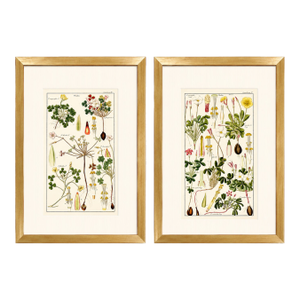 Pair of Original Hand-Colored Botanical Engravings From Dr. David Dietrich's Flora Universalis, C. 1850 | Custom Framed Antique Botanical Prints Set C