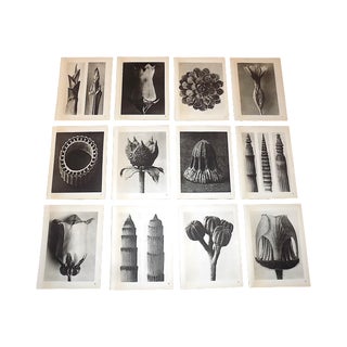 Vintage Botanical Photogravures-Karl Blossfeldt-Set of 12 For Sale