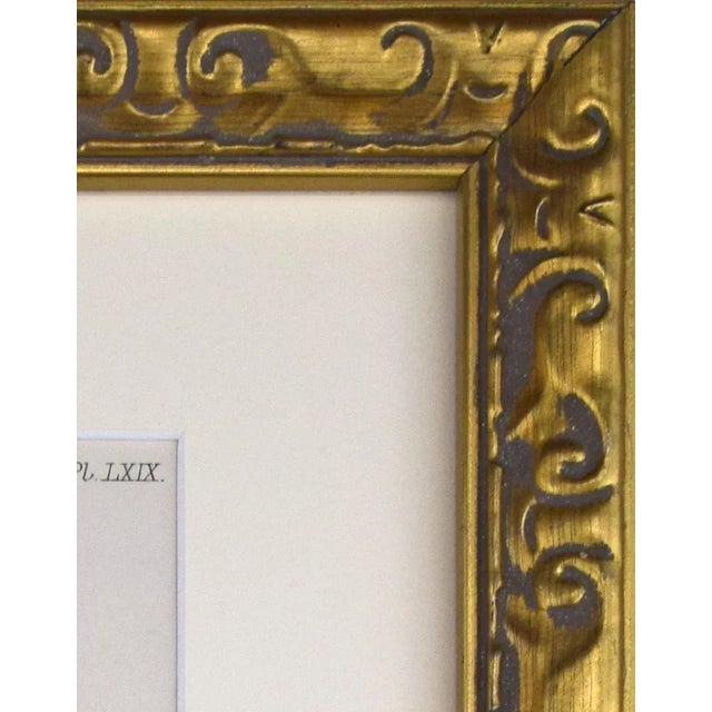 Mid 19th Century 19th Century Antique Hand Colored English Shell Print by John Jeffreys 1869 For Sale - Image 5 of 6