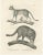 C.C. G. Zool, African and European Wild Cats in Natural Poses, 1836, Print For Sale