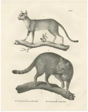 C.C. G. Zool, African and European Wild Cats in Natural Poses, 1836, Print