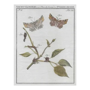 1762 Antique Dutch Butterfly and Moth Engraving