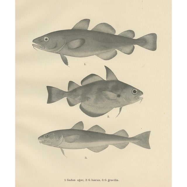 Late 19th Century Greenland Cod and Pout and Poor Cod, 1895, Paper For Sale - Image 5 of 10