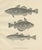 Late 19th Century Greenland Cod and Pout and Poor Cod, 1895, Paper For Sale - Image 5 of 10