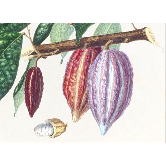 Tropical botanical illustrations, beautifully reproduced as giclée prints using archival inks on imported English cotton...