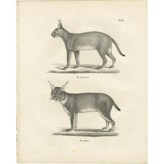 19th-century lithograph of the caracal and lynx in striking profiles this detailed 19th-century lithograph features two...