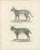 19th-century lithograph of the caracal and lynx in striking profiles this detailed 19th-century lithograph features two...