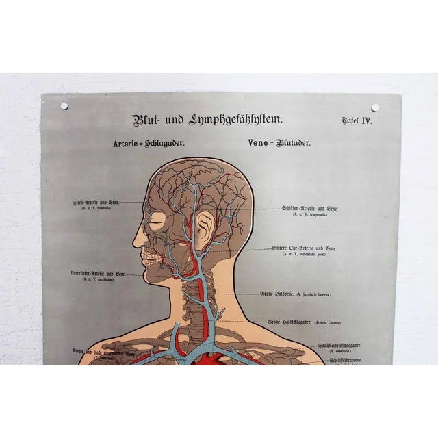 Anatomy illustration from the 19th century Taken from the box "Schreibers Anatomische Wandtafeln", this large old poster...