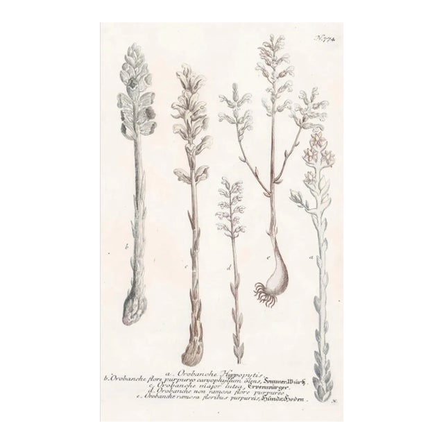 1730s Johann Weinmann Broomrape Botanical Engraving. For Sale