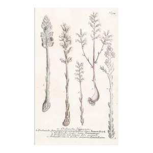 1730s Johann Weinmann Broomrape Botanical Engraving.