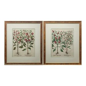 Pair on Original Besler Peppers From 1713 Framed in Burl