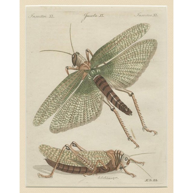 Bertuch, Giant Locust & Grasshopper, 1800, Engraving For Sale - Image 3 of 13
